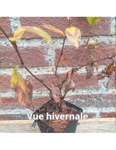 Renouée des bois - Persicaria Virginiana...