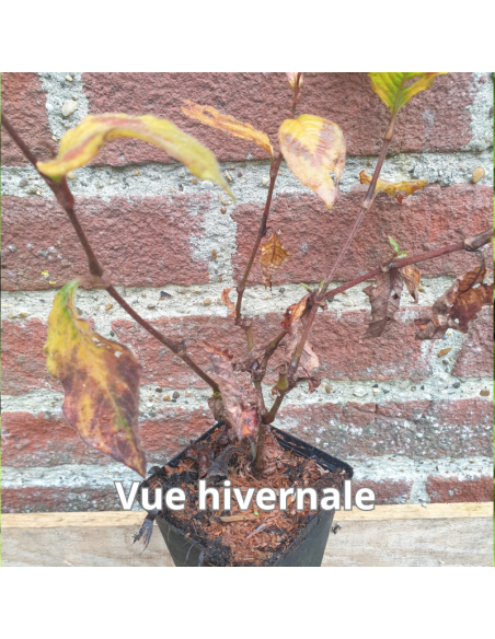 Renouée des bois - Persicaria Virginiana Filiformis