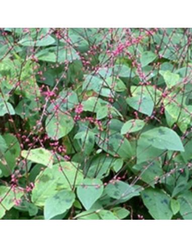 Renouée des bois - Persicaria Virginiana...