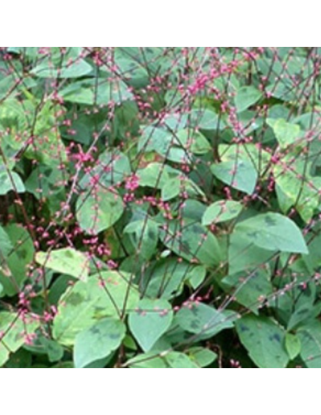 Renouée des bois - Persicaria Virginiana Filiformis