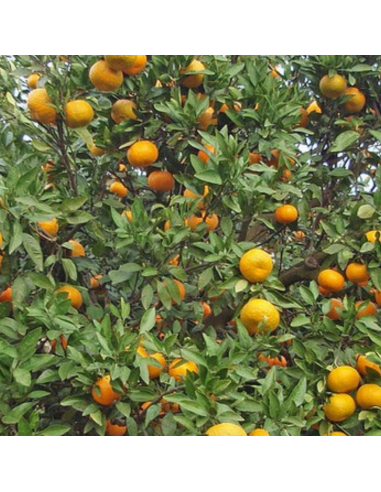 Mandarinier Satsuma - Citrus reticulata unshiu