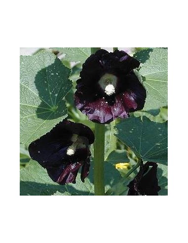 Rose trémière noire Rose trémière noire