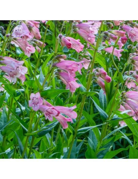 Galane hybride Evelyn