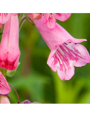 Galane hybride Evelyn