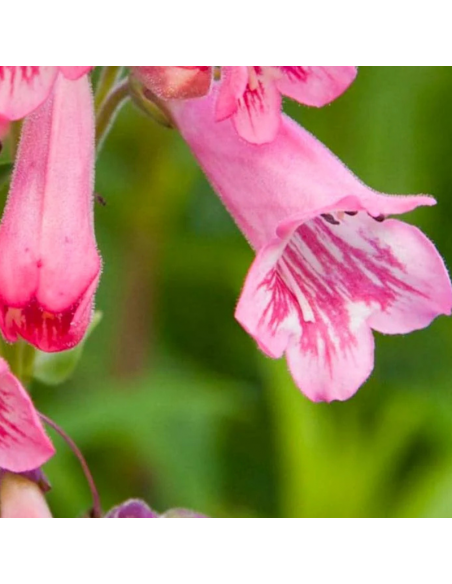 Galane hybride Evelyn