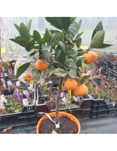 Mandarinier Satsuma - Citrus reticulata unshiu