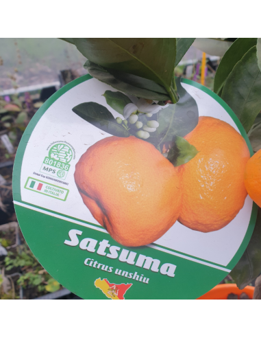 Mandarinier Satsuma - Citrus reticulata unshiu