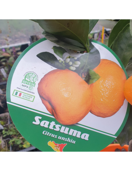 Mandarinier Satsuma - Citrus reticulata unshiu