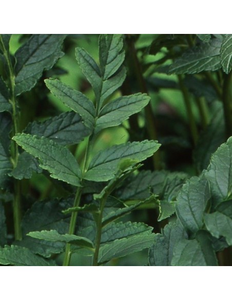 Incarvillée de l'abbé Delavay