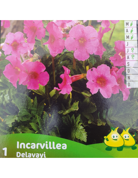 Bulbe Incarvillée de l'abbé Delavay