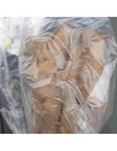 Bulbe Incarvillée de l'abbé Delavay