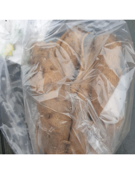 Bulbe Incarvillée de l'abbé Delavay