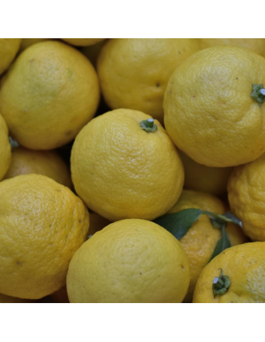 Citronnier Yuzu - Citrus Yuzu