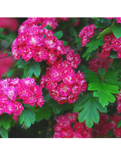 Aubépine rouge - Crataegus Laevigata Paul's Scarlet 2