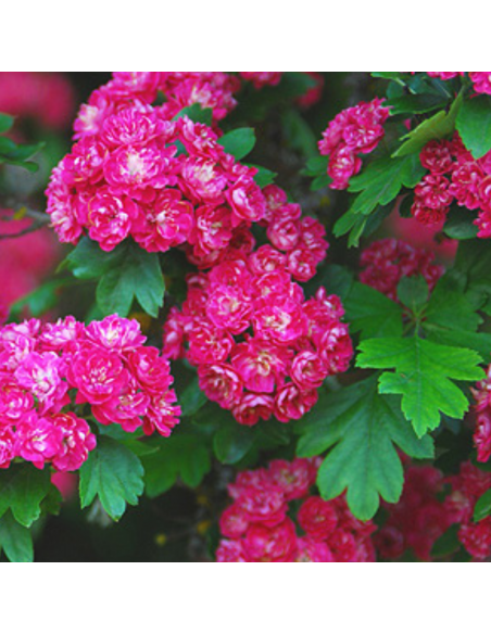 Aubépine rouge - Crataegus Laevigata Paul's Scarlet