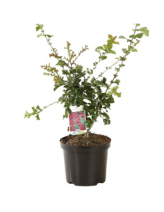 Aubépine rouge - Crataegus Laevigata Paul's Scarlet