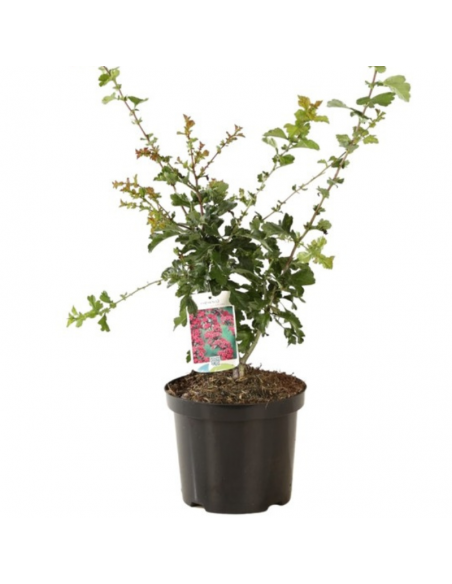 Aubépine rouge - Crataegus Laevigata Paul's Scarlet