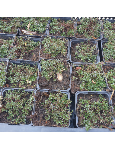 Thym Coccineus - Thym rouge - Thymus Praecox