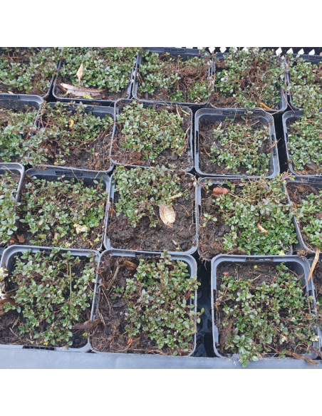 Thym Coccineus - Thym rouge - Thymus Praecox