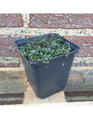 Thym Coccineus - Thym rouge - Thymus Praecox