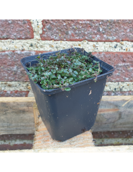 Thym Coccineus - Thym rouge - Thymus Praecox