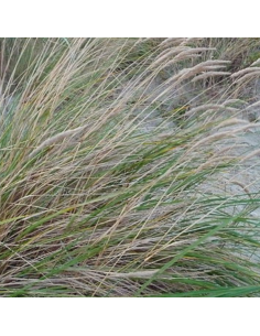Oyat "roseau des sables" - Ammophila arenaria