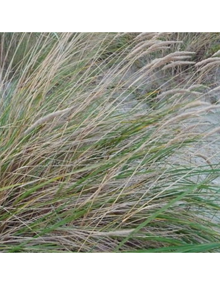 Oyat "roseau des sables" - Ammophila arenaria