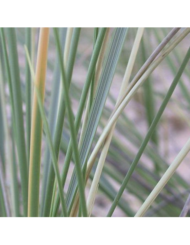 Oyat "roseau des sables" - Ammophila arenaria