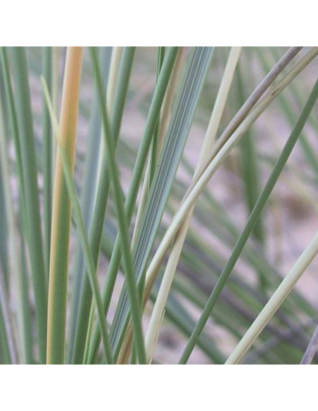 Oyat "roseau des sables" - Ammophila arenaria