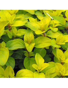 Origan doré - Origanum vulgaris Acorn Bank