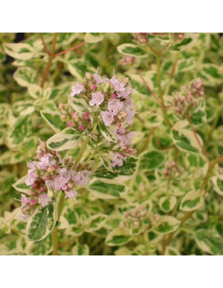 Origan panaché - Origanum vulgaris Polyphant