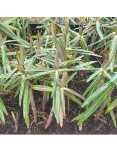 Euphorbe épurge - herbe à taupe - Lot de 4