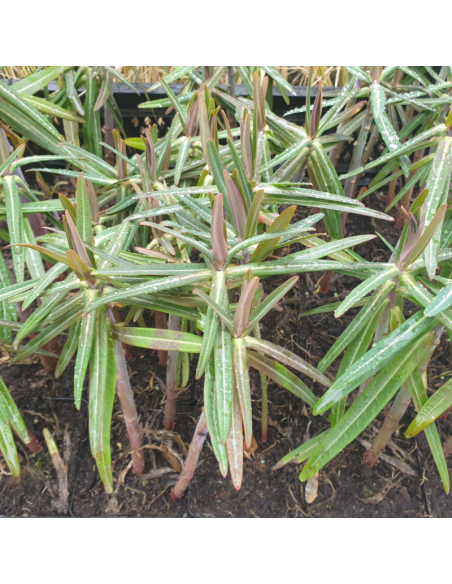 Euphorbe épurge - herbe à taupe - Lot de 4