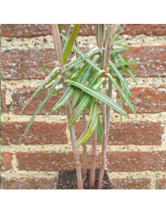 Euphorbe épurge - herbe à taupe - Lot de 4 2