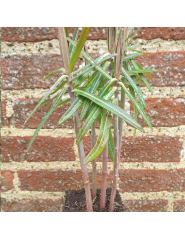 Euphorbe épurge - herbe à taupe - Lot de 4