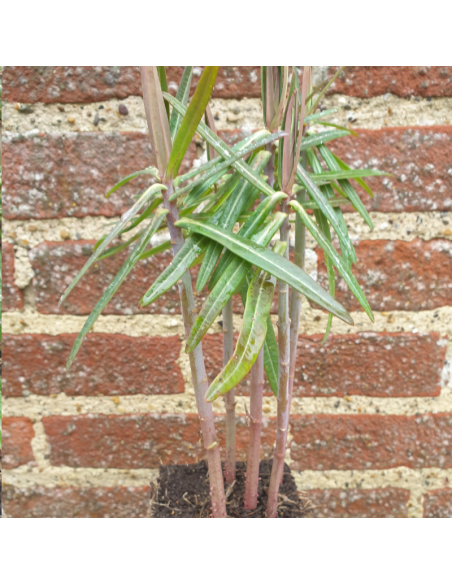 Euphorbe épurge - herbe à taupe - Lot de 4