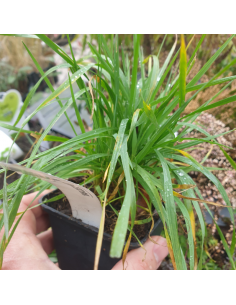 Amourette - Briza Media