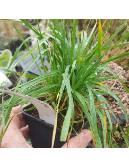 Amourette - Briza Media