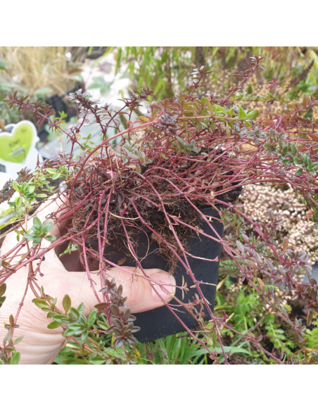 Thym citron - Thymus Citriodorus