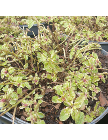 Origan panaché - Origanum vulgaris Polyphant