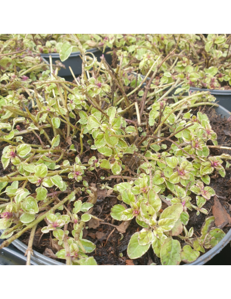 Origan panaché - Origanum vulgaris Polyphant