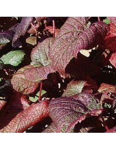 Tellima grandiflora "Rubra"