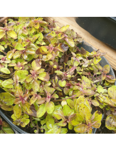 Origan doré - Origanum vulgaris Acorn Bank 2