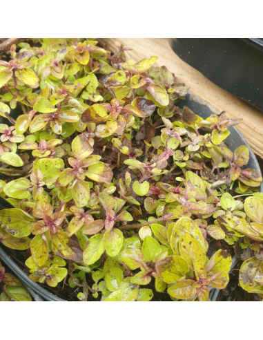 Origan doré - Origanum vulgaris Acorn Bank