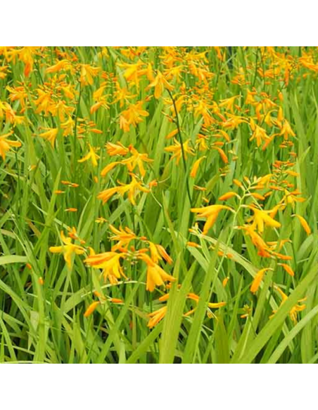 Crocosmia hybride Buttercup