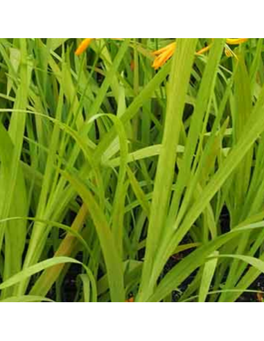 Crocosmia hybride Buttercup