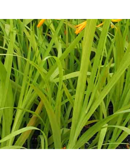 Crocosmia hybride Buttercup