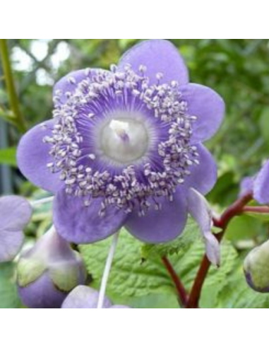 Deinanthe Caerulea Blue Wonder