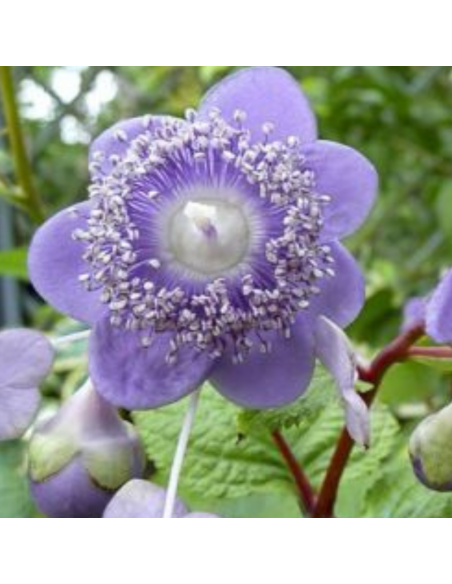 Deinanthe Caerulea Blue Wonder