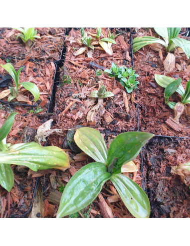 Grande gentiane jaune